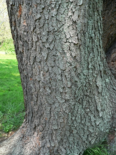 {Prunus serotina}